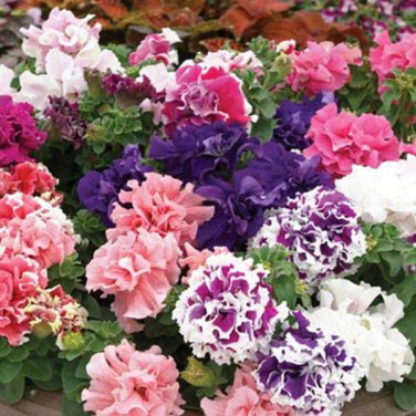 Mixed Color Flower Petunia Bonsai Exotic Bonsai Flowers Hanging Petunia Petals 200 Seeds