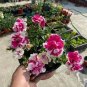 Mixed Color Flower Petunia Bonsai Exotic Bonsai Flowers Hanging Petunia Petals 200 Seeds