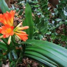 Clivia Flower,Beautiful Potted Plant 200 Seeds