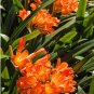 Clivia Flower,Beautiful Potted Plant 200 Seeds