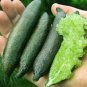 Novel Finger Limes Citrus Pomegranate Bonsai Delicious Sweet Fruit Bonsai 40 Seeds