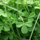 Bonsai Four Leaf Clover Trifolium Repens Mixed Dutch Clover Bonsai 200 Seeds