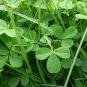Bonsai Four Leaf Clover Trifolium Repens Mixed Dutch Clover Bonsai 200 Seeds