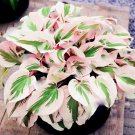 Hosta Bonsai Perennials Plantain Beautiful Lily Flower White Lace 400 Seeds