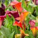 Calla Lily Bulbs 4 Seeds