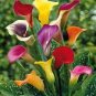 Calla Lily Bulbs 4 Seeds