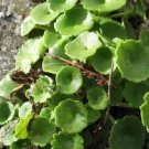 Umbilicus Rupestris Bulb Evergeen Perennial Plant 2 Seeds
