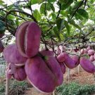 Holboellia latifolia Wall 40 Seeds