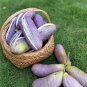 Holboellia latifolia Wall 40 Seeds