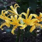 Lycoris Radiata Orange Yellow Manjusaka Flowers Perennial 30 Seeds