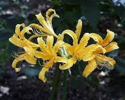 Lycoris Radiata Orange Yellow Manjusaka Flowers Perennial 30 Seeds