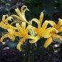 Lycoris Radiata Orange Yellow Manjusaka Flowers Perennial 30 Seeds