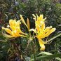 Lycoris Radiata Orange Yellow Manjusaka Flowers Perennial 30 Seeds