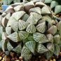 Haworthia emelyae var 40 Seeds