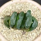 Calla Lily Bulbs 4Haworthia truncata Seed New Colorful Succulent Plant 2 Seeds