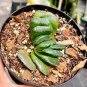 Calla Lily Bulbs 4Haworthia truncata Seed New Colorful Succulent Plant 2 Seeds