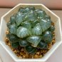 'Ice Lantern' Bing Deng Haworthia 20 Seeds
