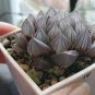 'Ice Crystal' Bingpo Haworthia 20 Seeds