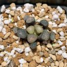 Mixed Haworthia Seeds 40 Seeds