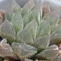 Mixed Haworthia Seeds 40 Seeds