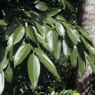 Cinnamomum Kotoense Seeds Foliage Plants 20 Seeds