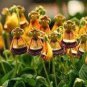 Calceolaria Uniflora Bonsai Flowers 200 Seeds