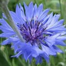 Rare 'Yangko' Light Blue Echinacea purpurea 200 Seeds