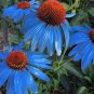 Rare 'Yangko' Light Blue Echinacea purpurea 200 Seeds