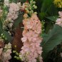 Delphinium Bonsai Flower Forking Larkspur Salmon King Garden Decoration Organic Flower 200 Seeds