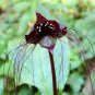 Black Tiger Shall Orchid Flowers Scented Perennial Plants Shade Perennials Flowers 200 Seeds