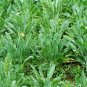 Isatidis Semente 400 Seeds