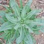 Isatidis Semente 400 Seeds