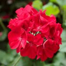 Giant Red Big Blooms Geranium Flowers Rare Plant 100 Seeds