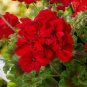 Giant Red Big Blooms Geranium Flowers Rare Plant 100 Seeds