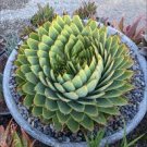 Rare Spiral New Bonsai Succulents Bonsai 200 Seeds