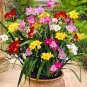 Freesia Bonsai Garden Freesia Bulbs Flower Bonsai 400 Seeds