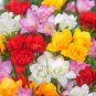 Freesia Bonsai Garden Freesia Bulbs Flower Bonsai 400 Seeds