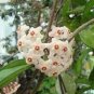 Flower Bonsai Hoya Kerrii Bonsai 200 Seeds