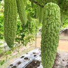 Taiwan 's Long Green Balsam pear Bitter Melon Bonsai 20 Seeds