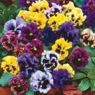 Mixed Color Rare Pansy Bonsai Wavy Viola Tricolor Flower Bonsai 4000 Seeds