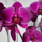 Phalaenopsis Giant Orchid Flower Big Flowers 200 Seeds