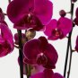 Phalaenopsis Giant Orchid Flower Big Flowers 200 Seeds