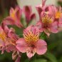 Rare Peruvian Lily Alstroemeria Bonsai Plants 200 Seeds