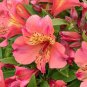 Rare Peruvian Lily Alstroemeria Bonsai Plants 200 Seeds