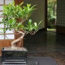 Chinese Ficus Benjamina Bonsai Tree Plants Flowers Potted Bonsai Variety Complete 100 Seeds