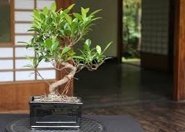 Chinese Ficus Benjamina Bonsai Tree Plants Flowers Potted Bonsai Variety Complete 100 Seeds
