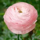 Rouge Ranunculus Flower Seeds 200 Seeds