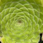 Fresh Rare Aeonium tabuliforme Succulent Plant sementes 200 Seeds