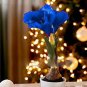 Multi Color Amaryllis Flower Bonsai Hippeastrum Barbados Lily (Not Bulbs) 100 Seeds