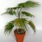 Palm Bonsai DIY Plant for Home Garden Decoration Bonsai Plants 20 Seeds